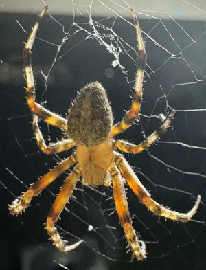 Spider in a web