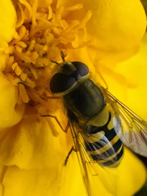 a hoverfly