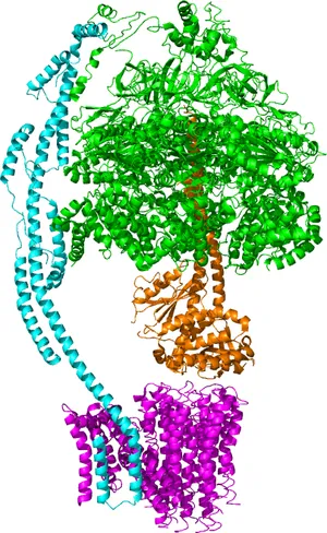 Fo subunit of ATPase, created in PyMOL